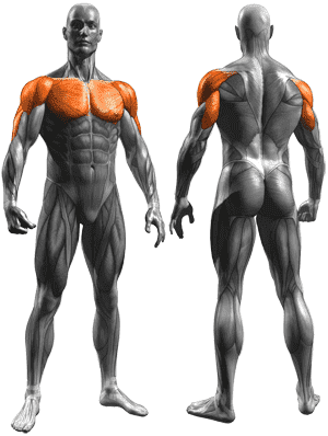 chest-shoulders-triceps.png