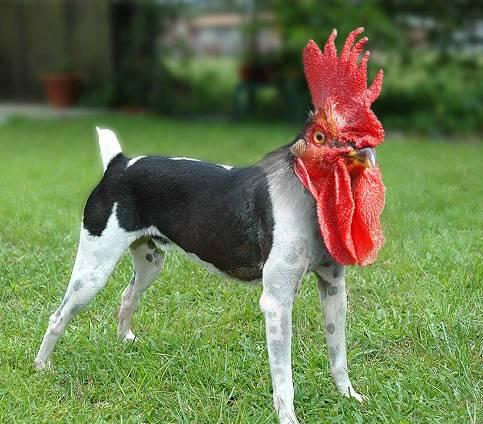 chicken%2Bdog.jpg