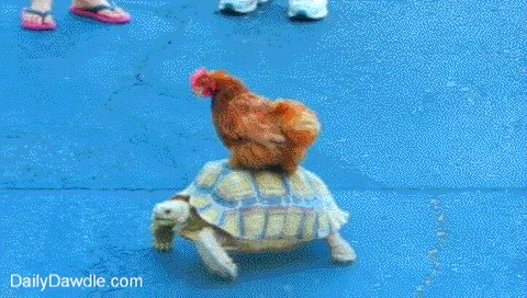 Chicken%2Briding%2Ba%2BTurtle.%2BMisleading%2Btitle%2Bdont%2Blook%2Bat%2Btags_c53233_3840350.gif