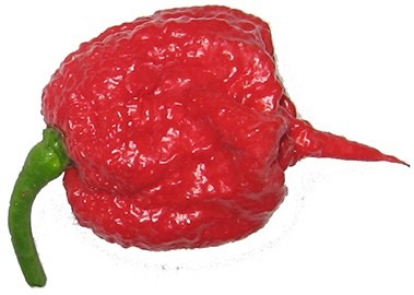 chili_seeds_carolina_reaper.jpg