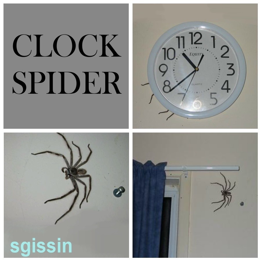 clockspider.jpg