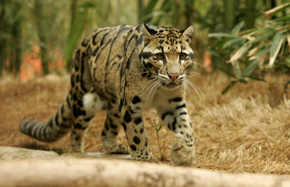 clouded-leopard-Christian-Sperka1.jpg