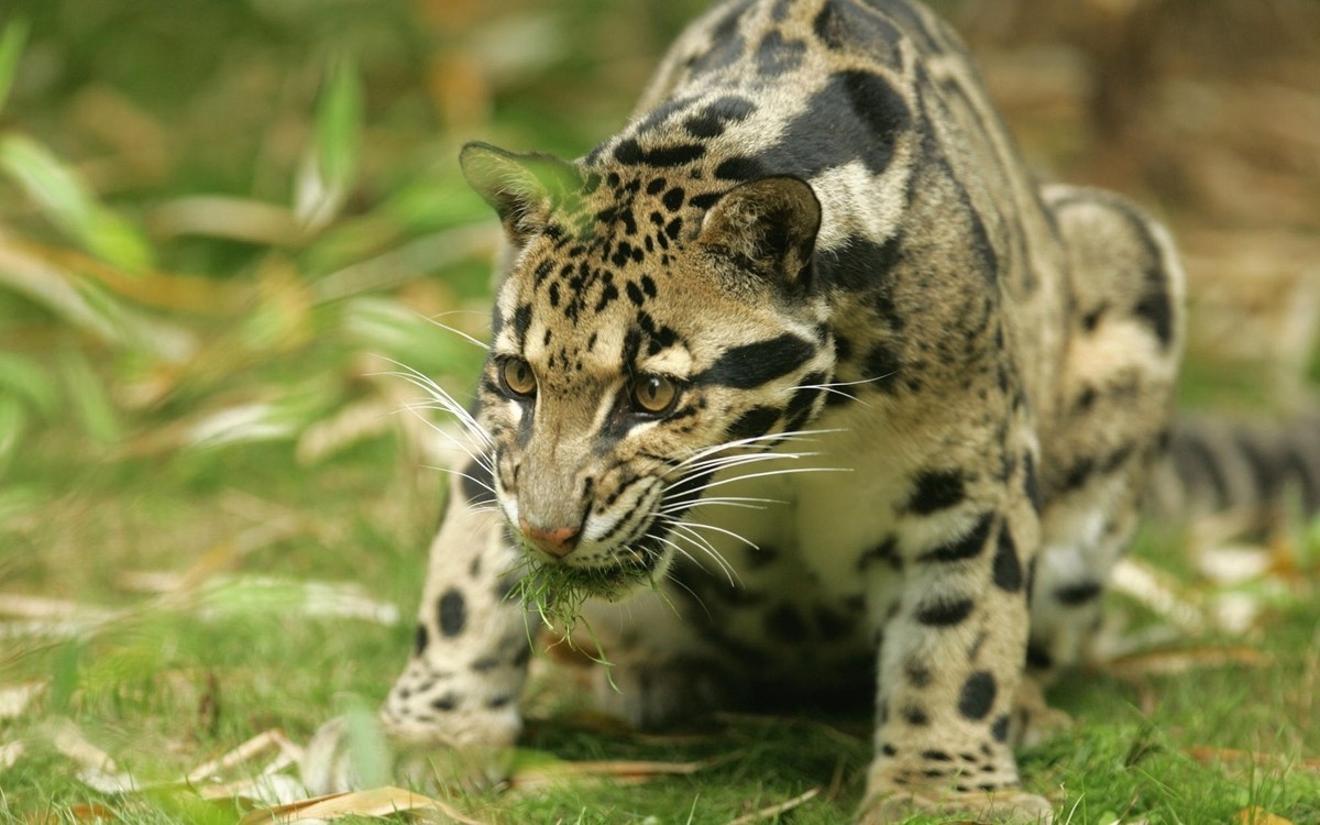 Clouded-Leopard-clouded-leopards-24368654-1920-1200.jpg