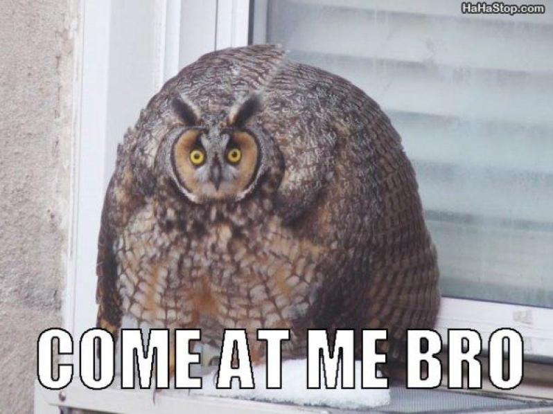 come-at-me-bro-owl.jpg