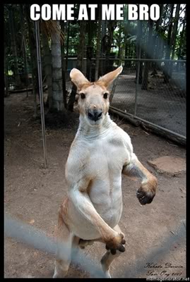 Come-at-me-BroKangaroo.jpg
