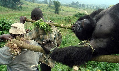 Congo-gorilla-masaacre.jpg