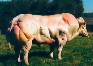 cow-belgian-blue-cattle-no-myostatin.jpg