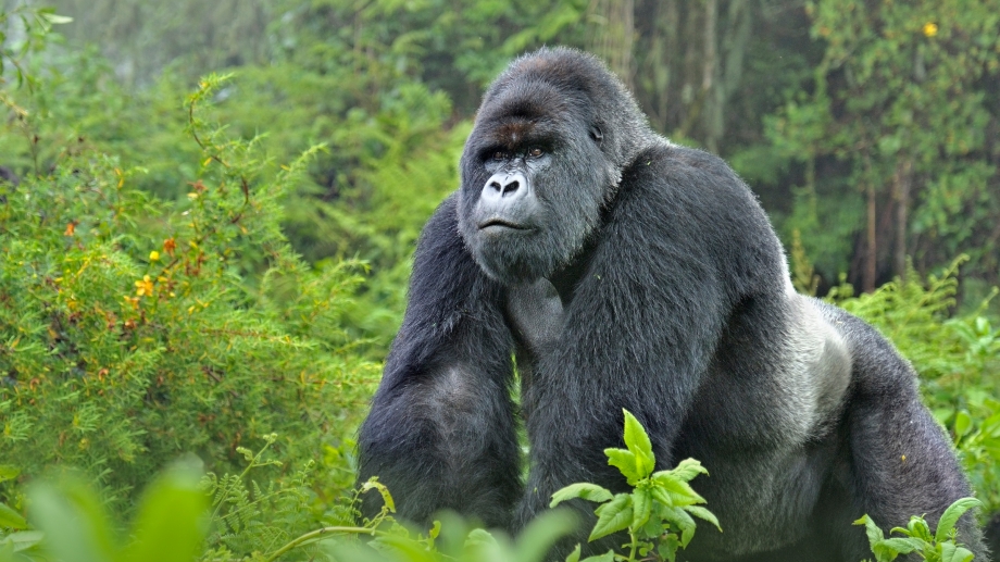 CroppedFocusedImageWzkyMCw1MTcuNSwieSIsNDdd-WWF-rangerclub-gorille-montagne-berg-gorilla-gallery.jpg