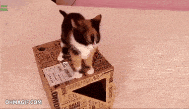 cute-kitten-bed-jumping-fail.gif