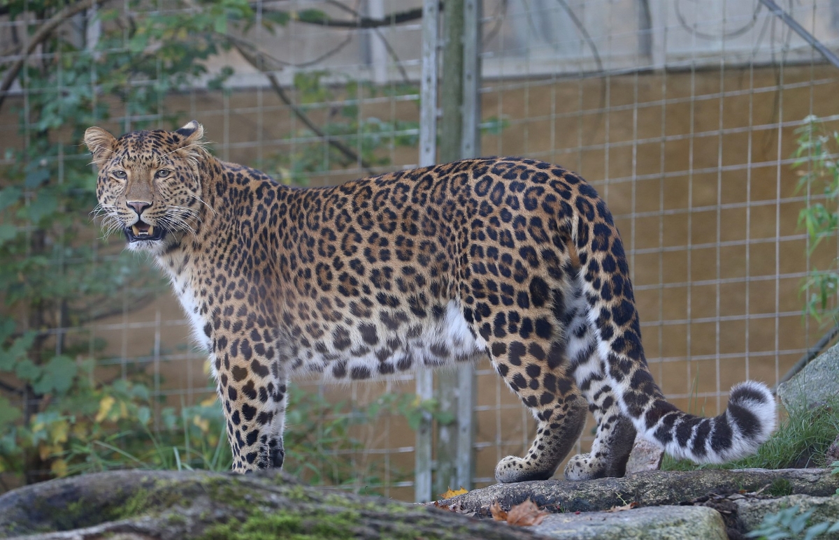 d_Panthera_pardus_japonensis_Tierpark_Hellabrunn-5.jpg