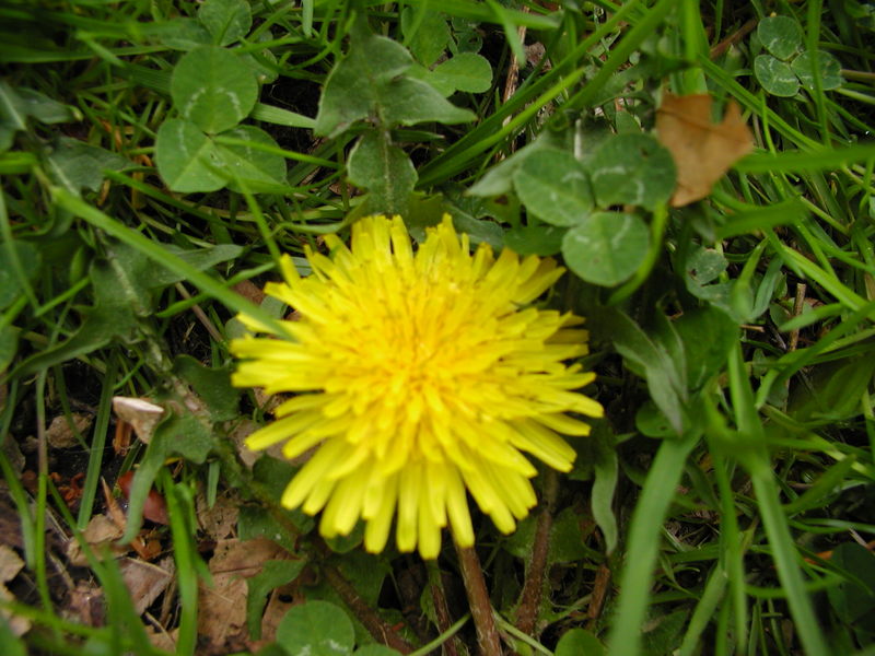 dandelion.jpg