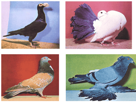 darwinianevolutionbirds.png
