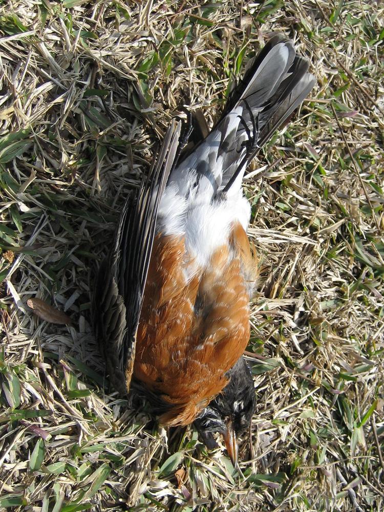 dead-robin.jpg