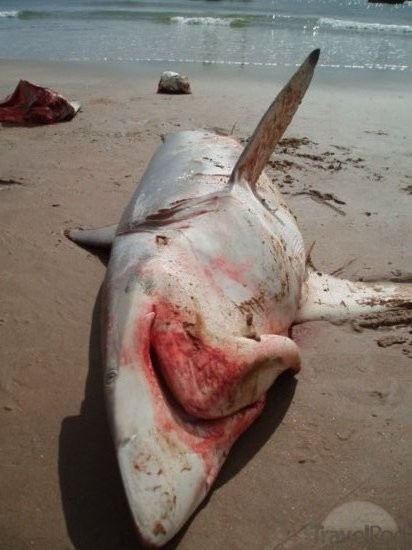 dead-shark-nha-trang.jpg