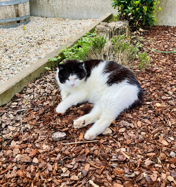 Dennis Poepenhoofd.jpg