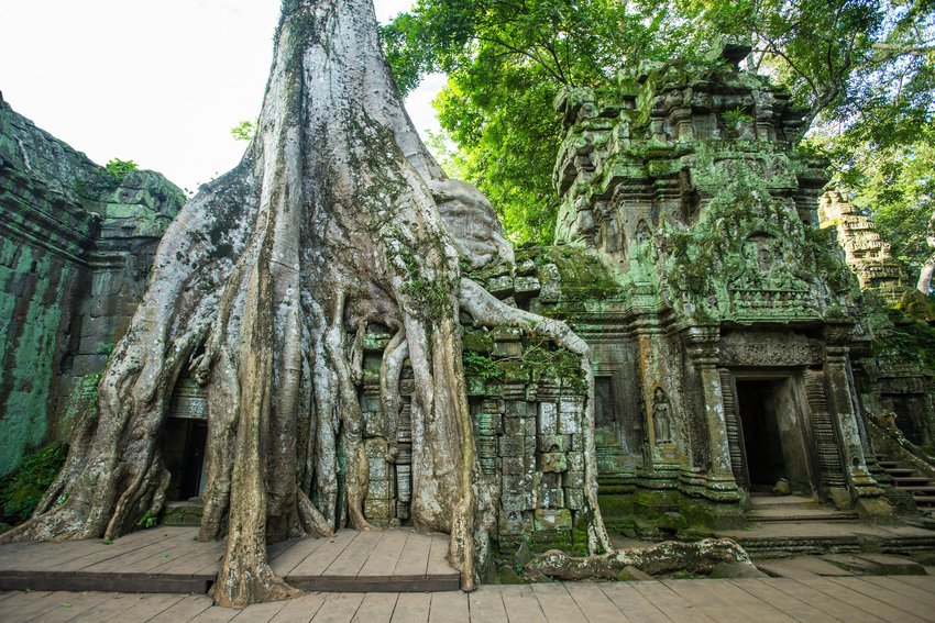die-natur-holt-sich-den-ta-prohm-tempel-zur%C3%BCck.jpg