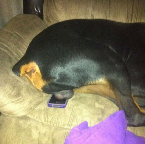 dog-balls-on-iphone.jpg