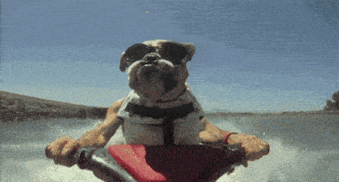 dog-waterskiing-funny-sunglasses-lol.gif