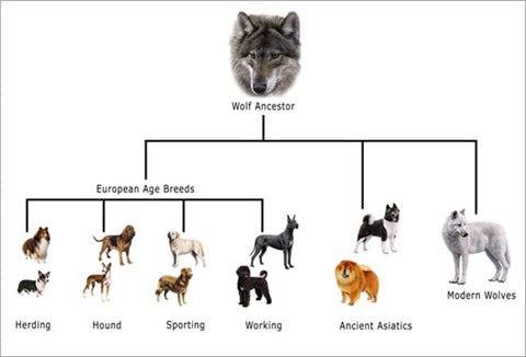 dog_wolf_breeding_history_389ffccd-4d8f-4544-aee4-f21b925176b5_large.jpg