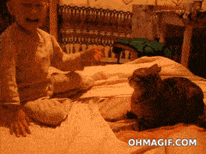 dont-mess-with-cat.gif
