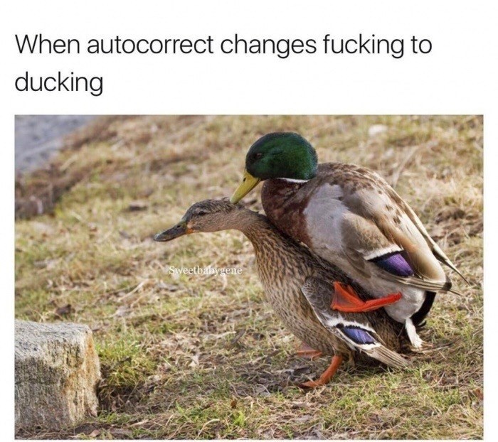 duck-autocorrect-changes-fucking-ducking-sweetbahygene.jpg