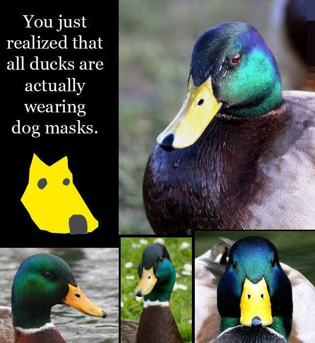 ducksanddogmasks.jpg