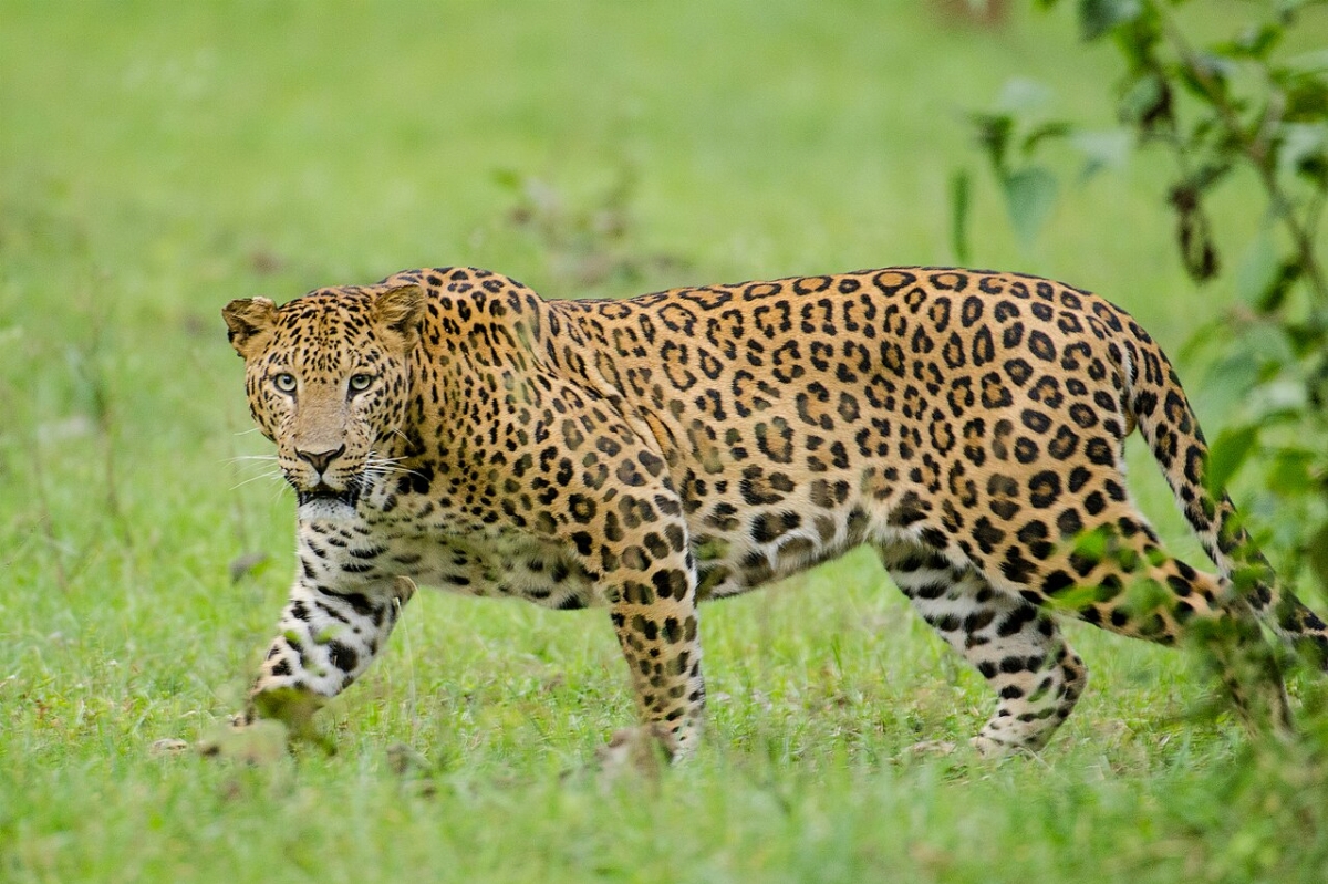 e_Kabini_Karnataka_India%2C_Leopard_September_2013.jpg
