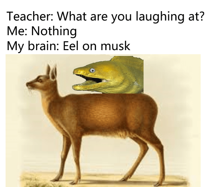 eel%2Bon%2Bmuskk.png