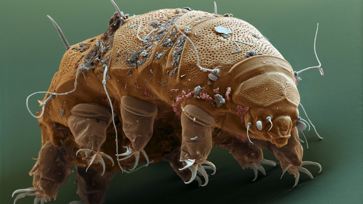 eerdiertje_water_bear_sem_anp_1920x1080.jpg__1920x0_q85_subject_location-923%2C521_subsampling-2.jpg