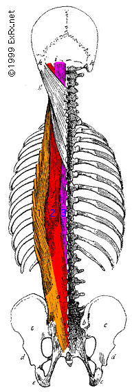 ErectorSpinae.gif