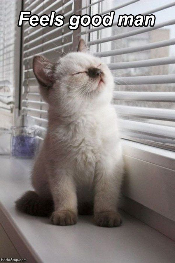 Feels_Good_Cat.jpg
