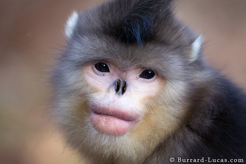 female_snub_nosed_monkey.jpg