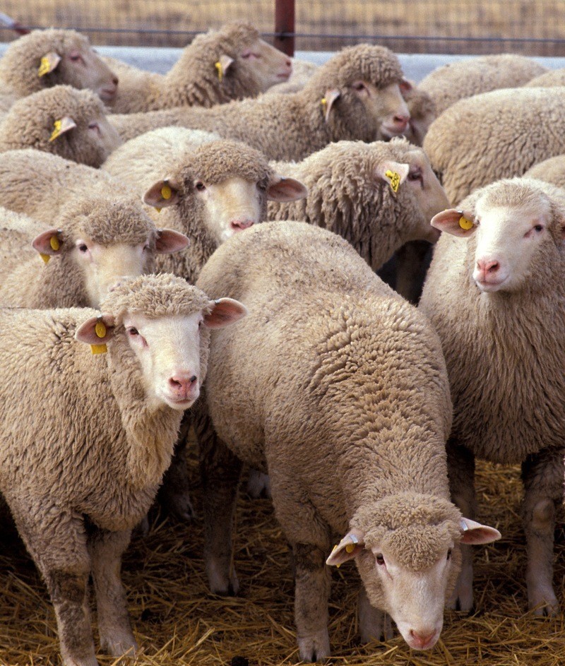 flock_of_sheep.jpg
