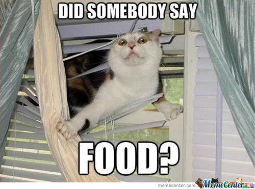 food-cat-meme.jpg