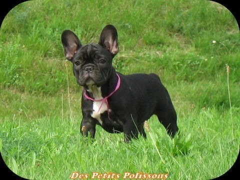Franse-Bulldog-Pien_001_dagboek.jpg