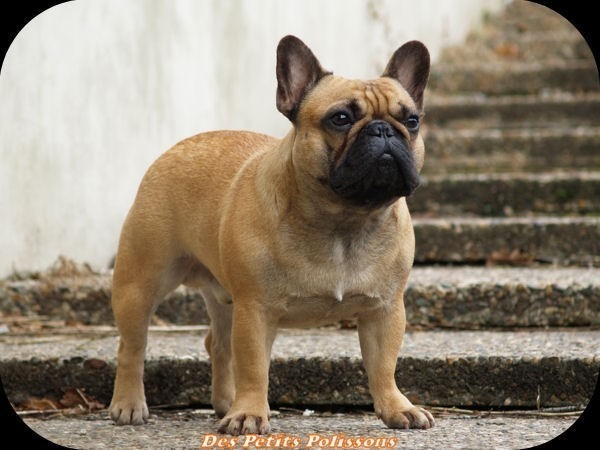Franse-Bulldog-Tygo_065_stamboom.jpg