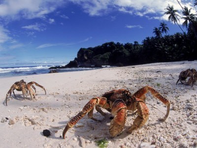 freund-jurgen-coconut-crabs-on-beach-christmas-island.jpg