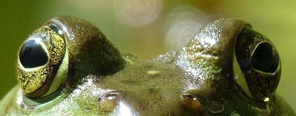 frog-hypno-eyes.jpg