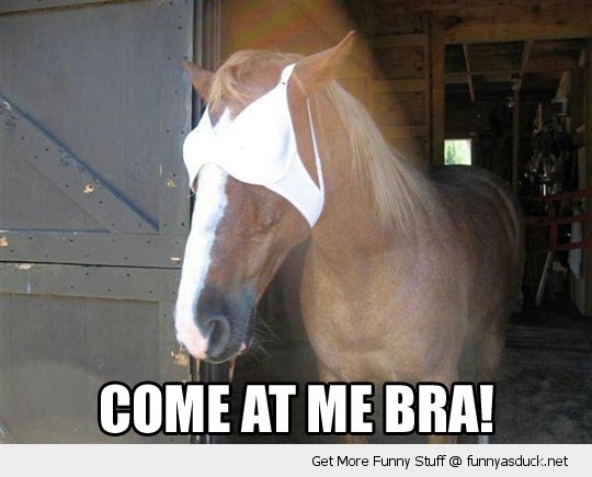 funny-come-at-me-bro-brah-horse-pics.jpg
