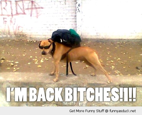 funny-cool-dog-sunglasses-back-pack-bitches-pics.jpg