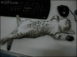 funny-gif-heavy-sleeper.gif