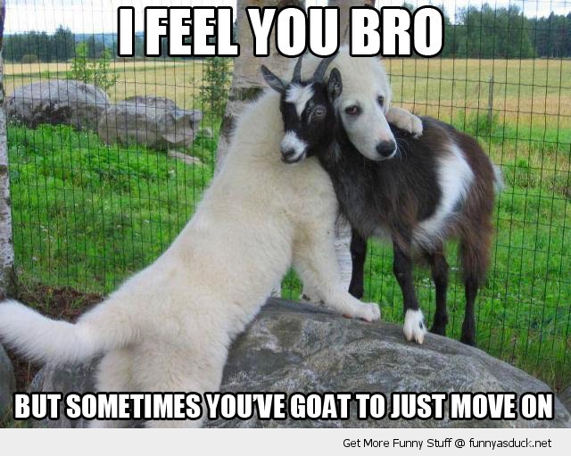 funny-goat-dog-move-on-pics.jpg