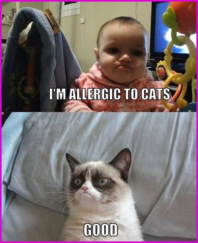 funny-grumpy-cat-memes-fabulous-ultimate-grumpy-cat-pilation-17-pics-of-funny-grumpy-cat-memes.jpg