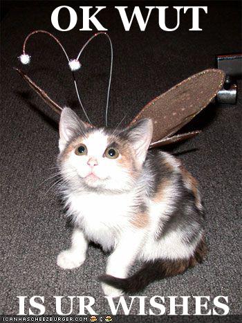 funny-pictures-cat-is-fairy.jpg