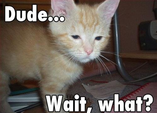 funny-pictures-kitten-is-confused.jpg