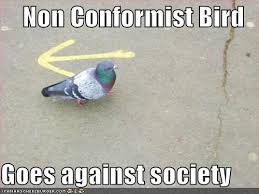 funny-pictures-non-conformist-bird.jpg
