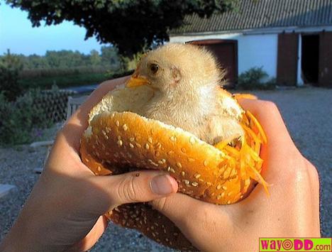 funny-pictures-the-real-chicken-sandwhich.jpg