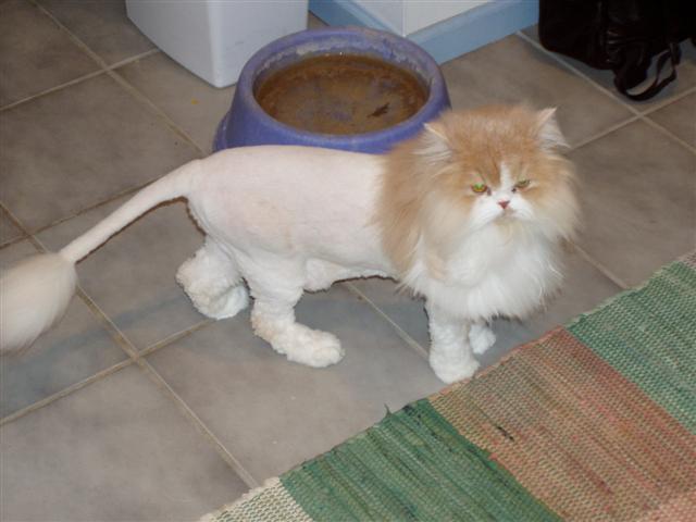 funny+shaved+p*ssy+cat+or+lion+cat+(10).jpg