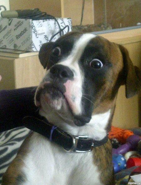 Funny-Surprised-Dog-Face-Picture.jpg