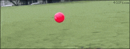 funny-wasted-gifs-dog-bounce.gif